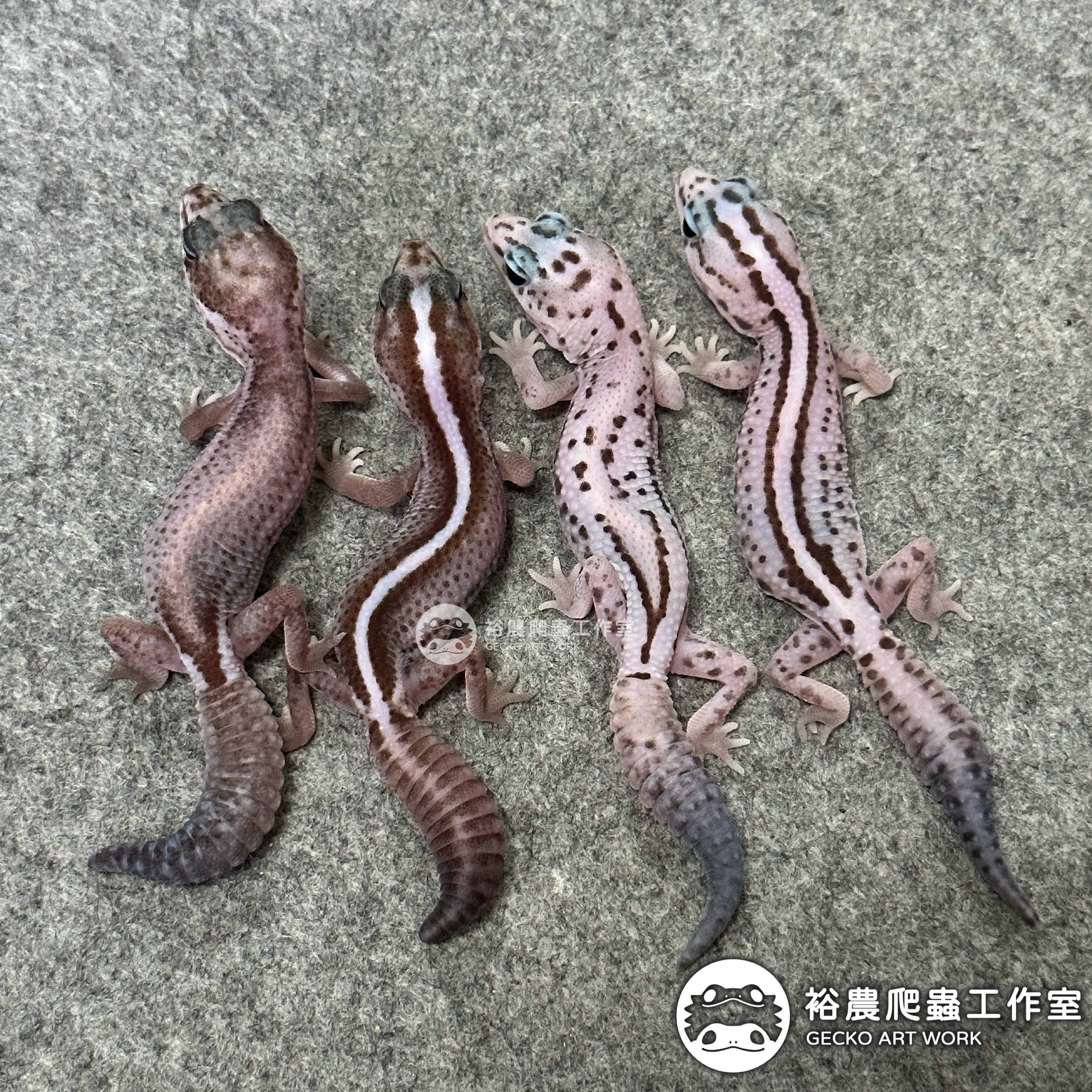 裕農爬蟲工作室